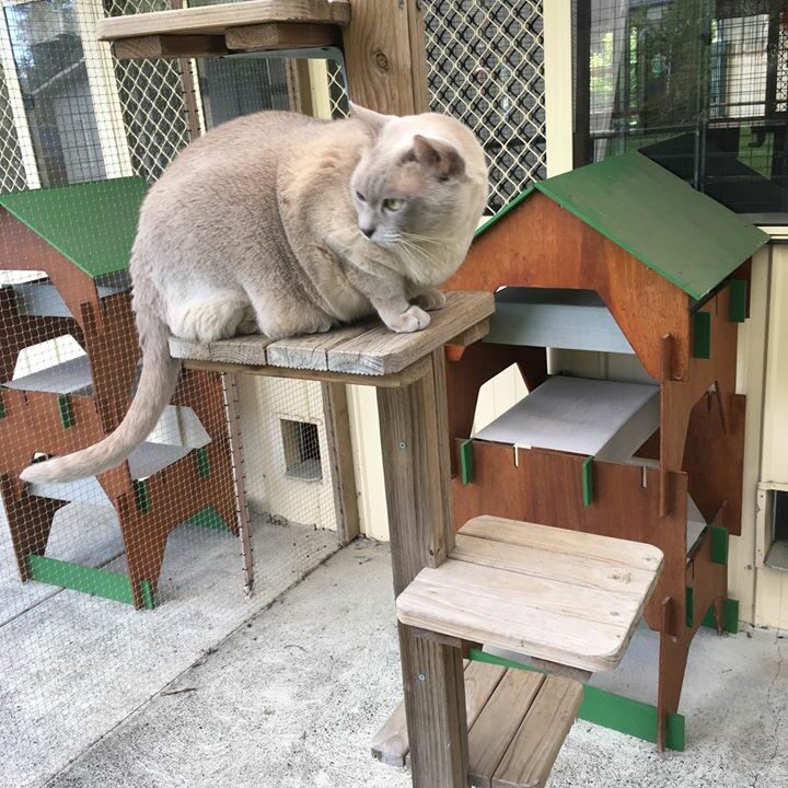 Premium Cat Accommodation